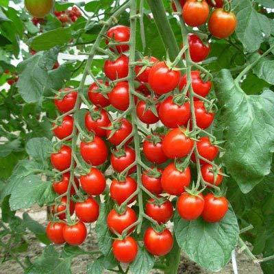 Decon Tomato Seed(200 per packet)