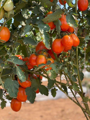 MKR Enterprises Tomato Seed(70 per packet)