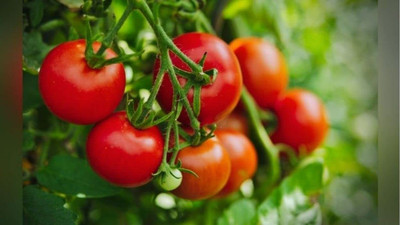 MKR Enterprises Tomato Seed(150 per packet)