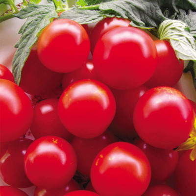 dpays Tomato Seed(80 per packet)