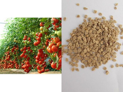 MKR Enterprises Tomato Seed(90 per packet)