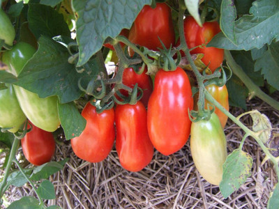 MKR Enterprises Tomato Seed(150 per packet)