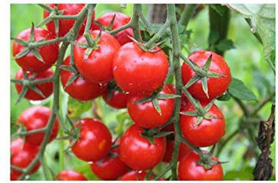 MKR Enterprises Tomato Seed(150 per packet)