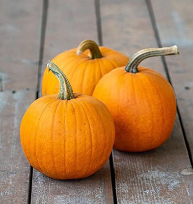 CYBEXIS NBIR-42 - Pumpkin Vegetable F1 Hybrid - (100 Seeds) Seed(100 per packet)