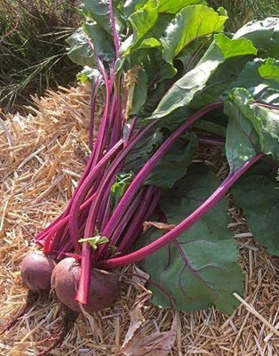 Aywal BEETROOT/TABLE BEET/GARDEN BEET/RED BEET/DINNER BEET Seed(450 per packet)