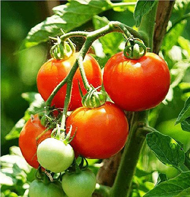 ENINE Tomato Seed(175 per packet)