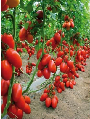 ENINE Tomato Seed(175 per packet)