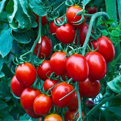 KANAYA Tomato Hybrid Seed(600 per packet)