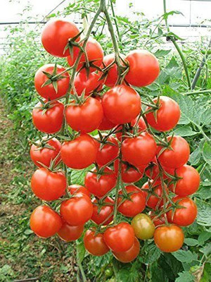 KANAYA Tomato Hybrid Seed(175 per packet)