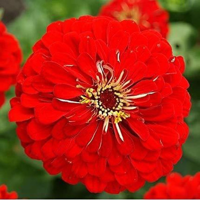 decorhomz Zinnia Red summer flower seeds pack of 30 to 50 seeds in 1 pack Seed(5 per packet)