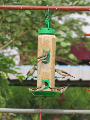 AMIJIVDAYA Large Hexagon Shape Window Bird Feeder(Green)
