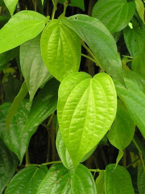 Aquinnah Graden Betel Leaf Plant(Hybrid, Pack of 1)
