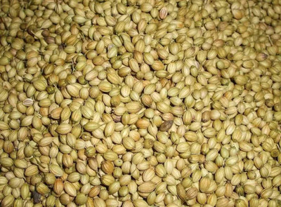 MKR Enterprises Dhaniya Seed(100 per packet)