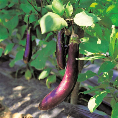 dpays Brinjal Seed(100 per packet)