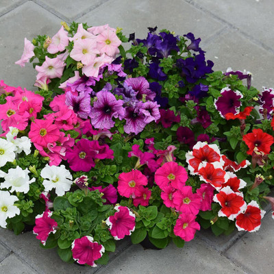 CYBEXIS Wild Petunia Mix Seeds Seed(50 per packet)