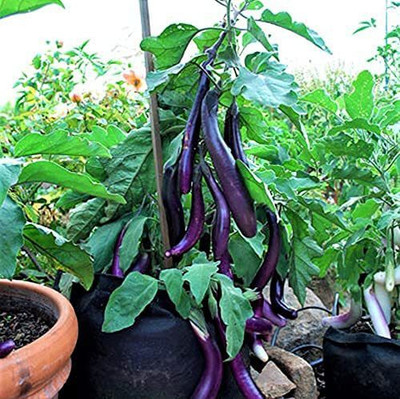 MKR Enterprises Brinjal Seed(100 per packet)
