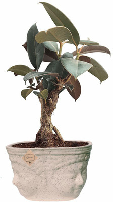 JAZEERA Rubber Tree(Hybrid, Pack of 1)