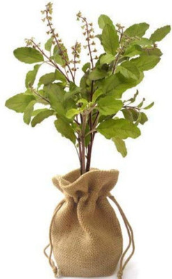 GreenyOn Tulsi Plant(Hybrid, Pack of 1)