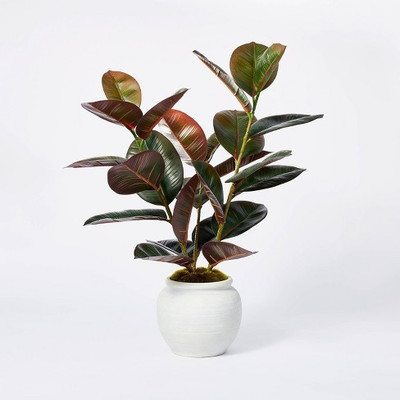 JAZEERA Rubber Tree(Hybrid, Pack of 1)