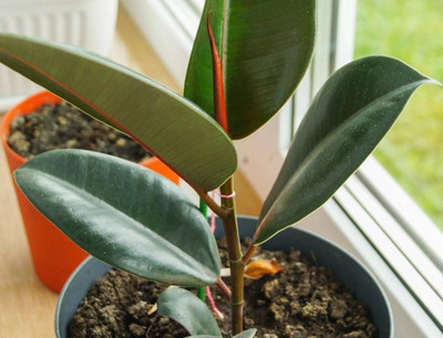 PlantShops Rubber Tree(Hybrid, Pack of 1)