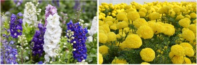 STOREFLIX flower combo Seed(100 per packet)