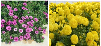 STOREFLIX dimorphotheca YELLOW MARIGOLD Seed(100 per packet)