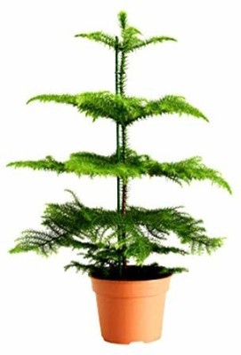 Globalplants Christmas Tree Plant(Hybrid, Pack of 1)