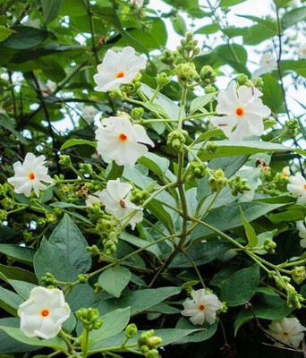 Ukanda Parijat/Harsingar Plant(Hybrid, Pack of 1)