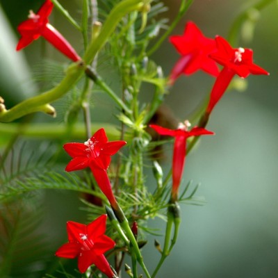 LIVOX Cypress Vine Flower Seed(30 per packet)