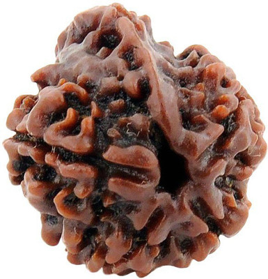 numeroastro 5 Mukhi Rudraksha Beads Wood