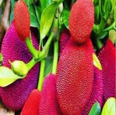 Aquinnah Graden Jackfruit Plant(Hybrid, Pack of 1)