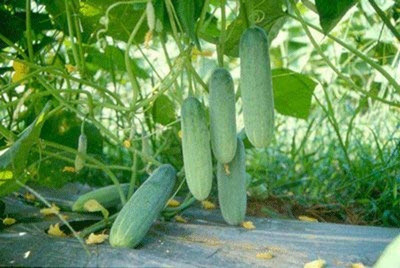 VibeX ® RXI-669 Green Cucumber Organic F1 Hybrid Seeds Seed(200 per packet)