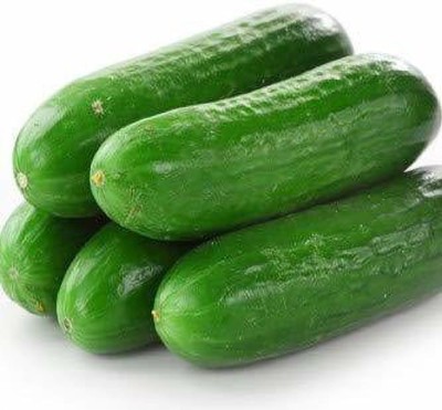 TRICONE Cucumber Seed(50 per packet)