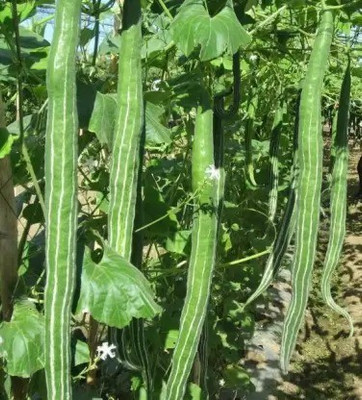 MAA Snake Gourd, Chichinda Seed(28 per packet)