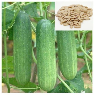 Aywal Green Gardening Vegetable Organic Excelsior F1 Cucumber Seed(850 per packet)