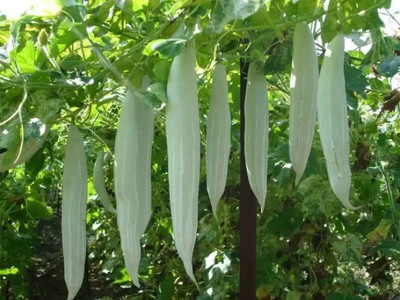Chalisa Snake Gourd Seed(28 per packet)