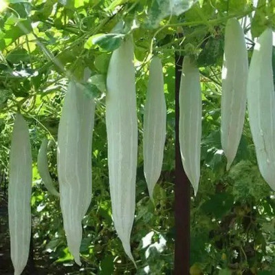Aro Snake Gourd, Chichinda Seed(16 per packet)