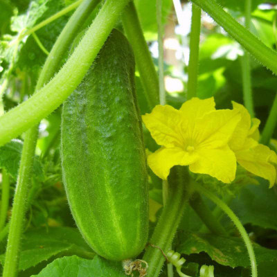 Aywal High Germination Seeds Burpless Hothouse Cucumber Seed(850 per packet)