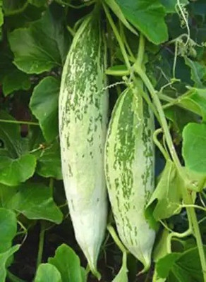 Aro Snake Gourd, Chichinda Seed(55 per packet)