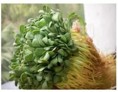 Aro Fenugreek, Methi Seed(260 per packet)
