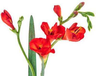 decorhomz Freesia double red flower bulbs pack of 10 for your home garden Seed(10 per packet)