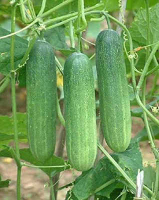 MKR Enterprises Cucumber Seed(70 per packet)