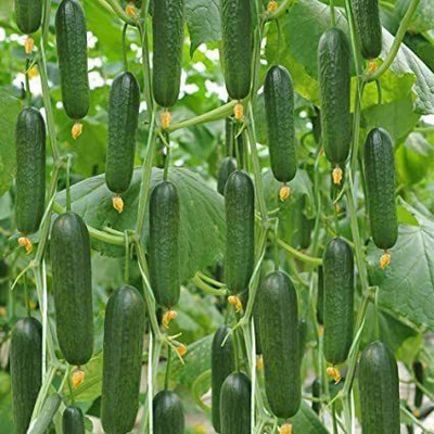MKR Enterprises Cucumber Seed(70 per packet)