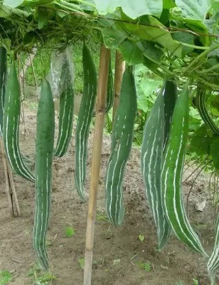 MAA Snake Gourd, Chichinda Seed(31 per packet)