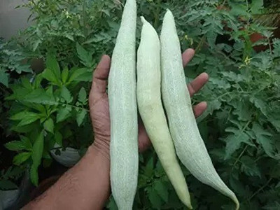Aro Snake Gourd, Chichinda Seed(16 per packet)