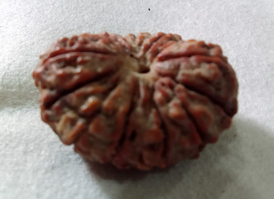 Vegga 13 mukhi rudraksha nepali /13 mukhi Wood