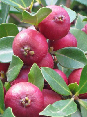 Aquinnah Guava Plant(Hybrid, Pack of 1)