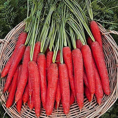 Aywal Carrot Gajar Seed For Planting For Home And Gardening Seed(175 per packet)