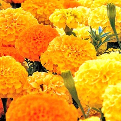 KANAYA African Marigold Flower Mix GMO Free Seed(400 per packet)