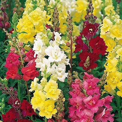 Aywal Antirrhinum Flower Tom Thumb Mix GMO Seed(90 per packet)